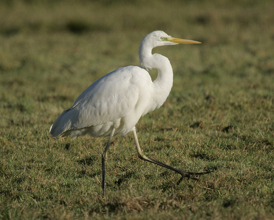 Great White Egret