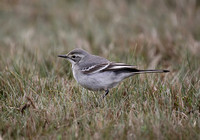 Citrine Wagtail