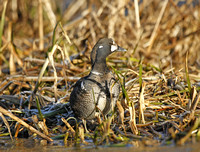 Harlequin Duck