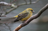 Common Crossbill