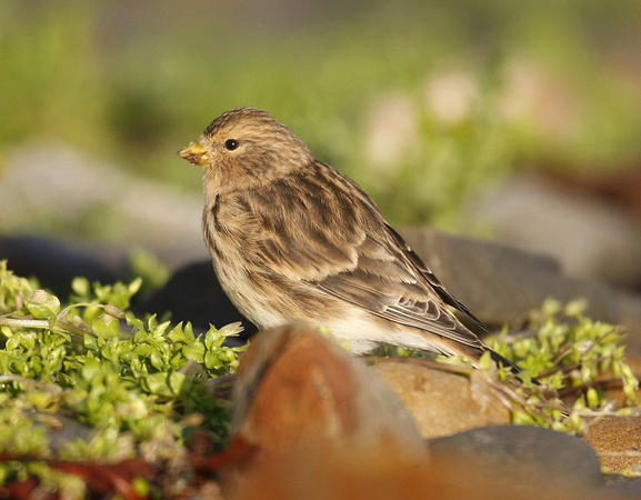 Twite
