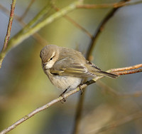 Siberian Chiffchaff