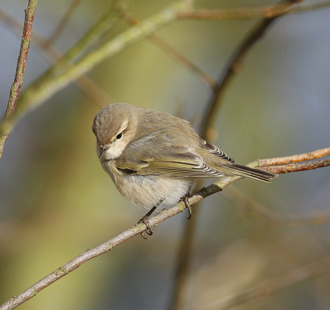 Siberian Chiffchaff