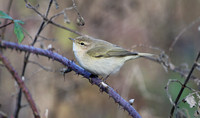 Siberian Chiffchaff