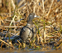 Harlequin Duck