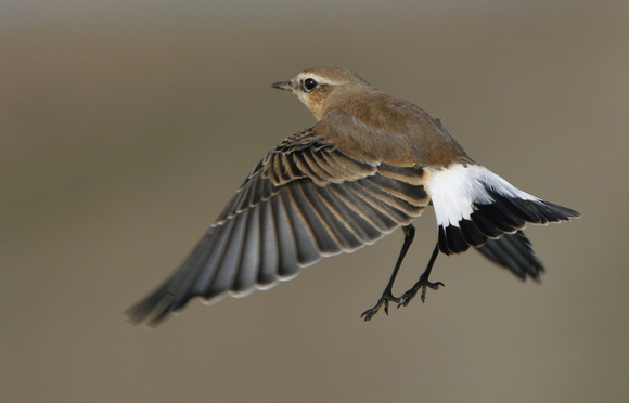 Northern Wheatear