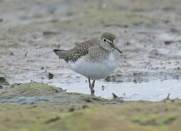 Solitary Sandpiper