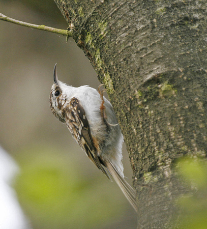 Treecreeper