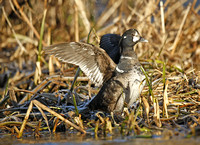 Harlequin Duck