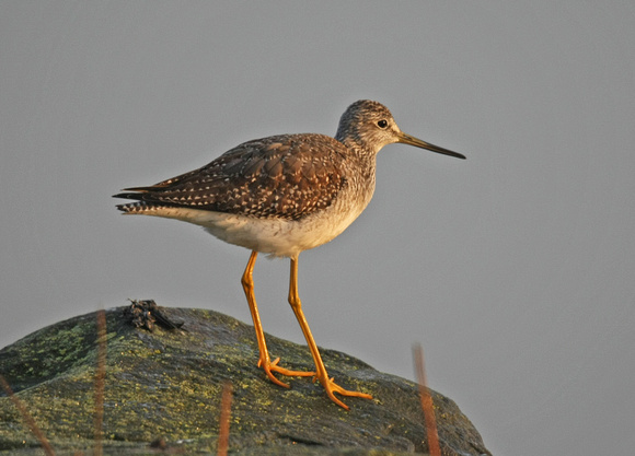 Greater Yellowlegs