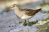 Pectoral Sandpiper 2012