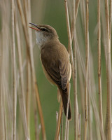 Great Reed Warbler