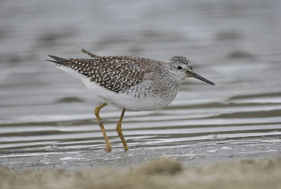 Lesser Yellowlegs