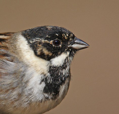 Reed Bunting