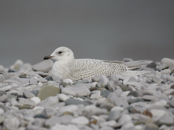Iceland Gull