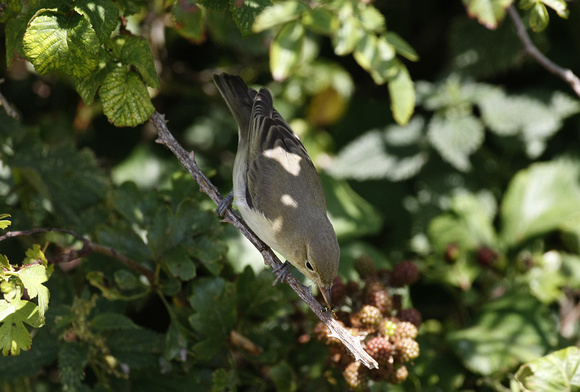 Icterine Warbler