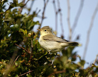 Icterine Warbler