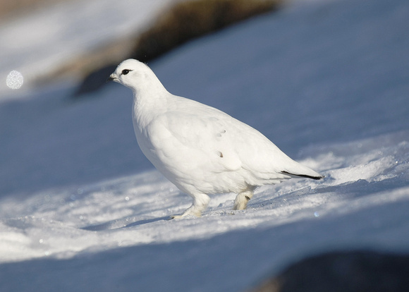 Ptarmigan