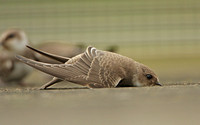 Sand Martin