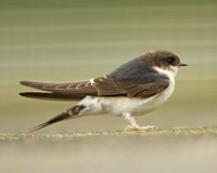 House Martin