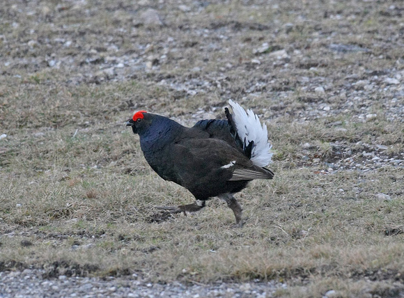 Black Grouse