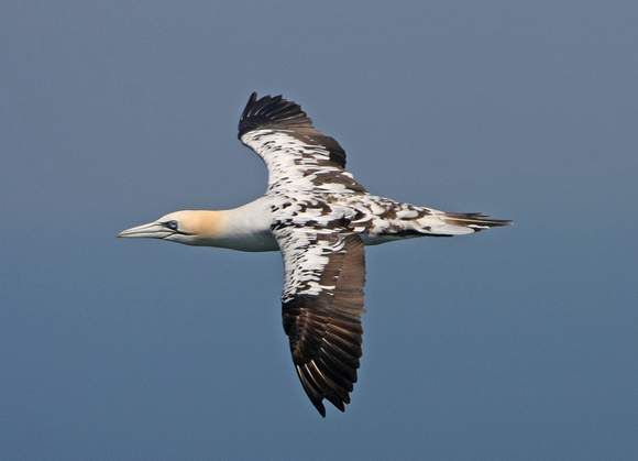 Gannet