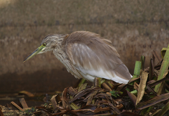 Squacco Heron 6/11/11