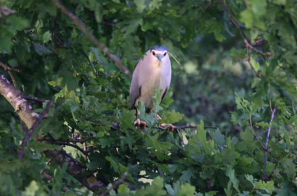 Night Heron
