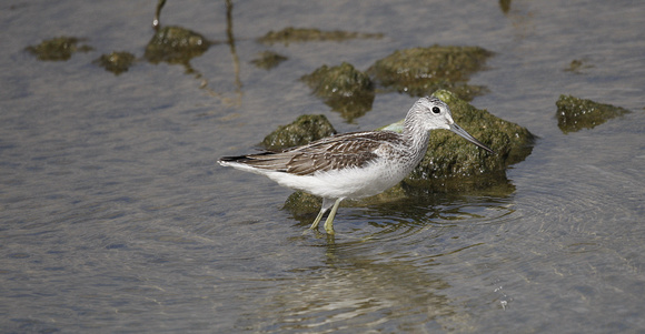 Greenshank