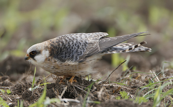 Red-footed Falcon