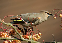 Waxwing