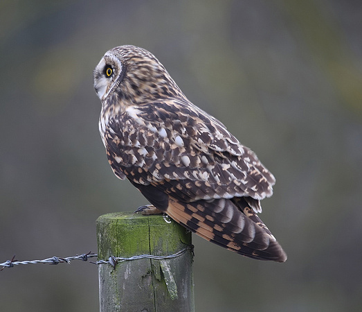 Short-eared Owl