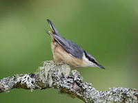 Nuthatch & Treecreeper