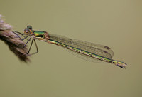 Damselflies