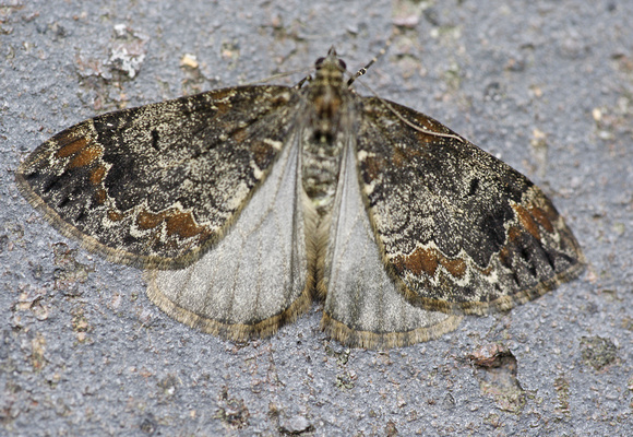 Common Marbled Carpet