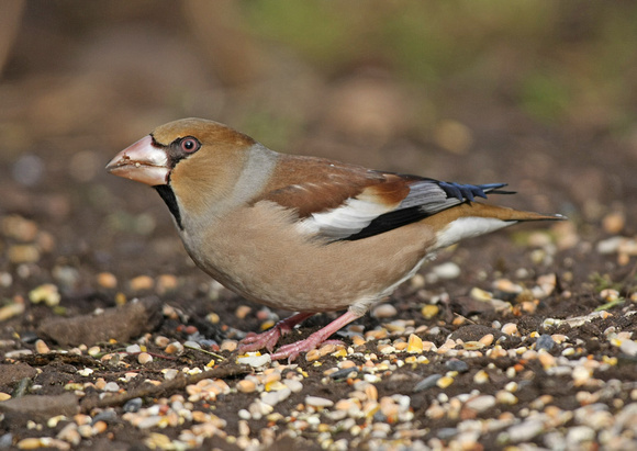 Hawfinch