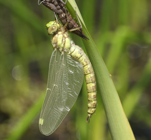 Southern Hawker