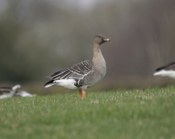Tundra Bean Goose