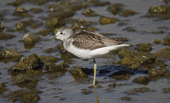 Greenshank