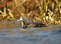 Harlequin Duck