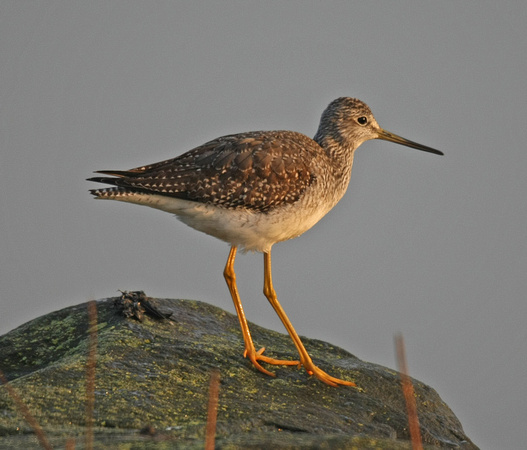 Greater Yellowlegs