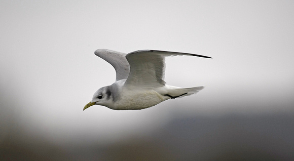 Kittiwake