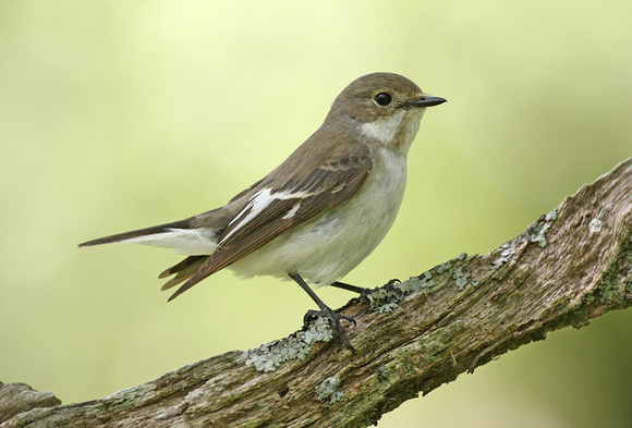Pied Flycatcher