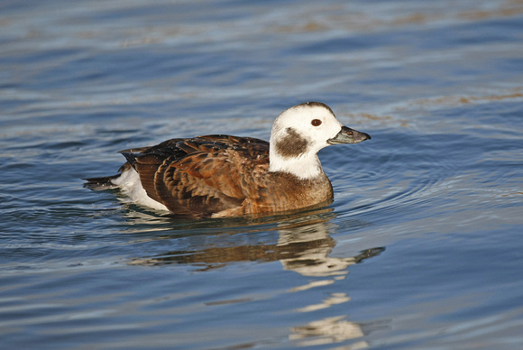 Long-tailed Duck