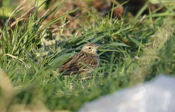 Blyth's Pipit