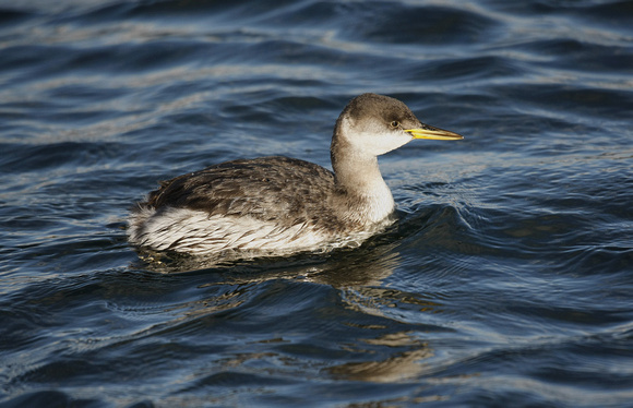 Red-necked Grebe