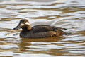 Velvet Scoter