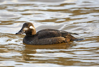 Velvet Scoter