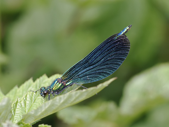 Beautiful Demoiselle