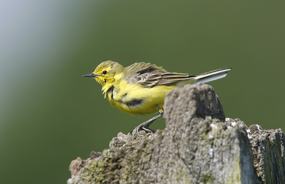 Yellow Wagtail